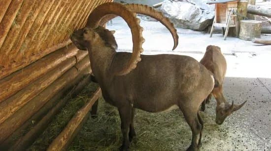 Wildpark Feldkirch