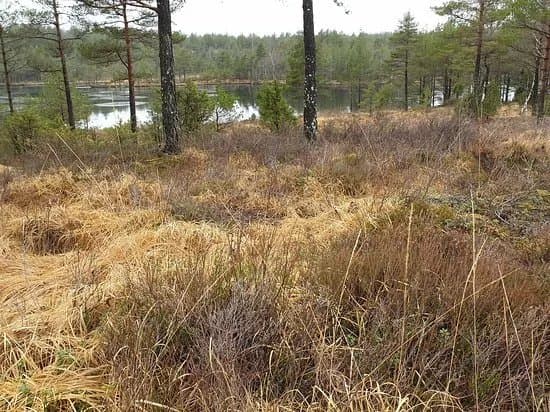 Olavsleden