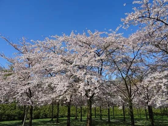 Kersenbloesempark