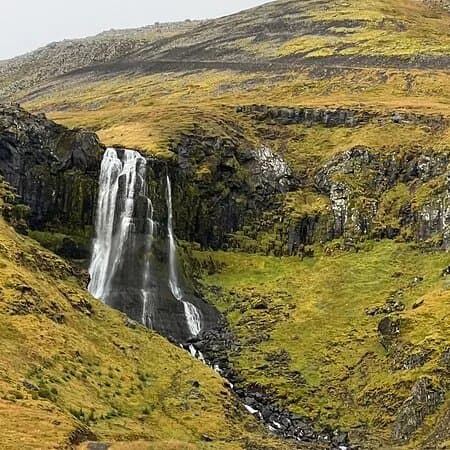 Bugsfoss