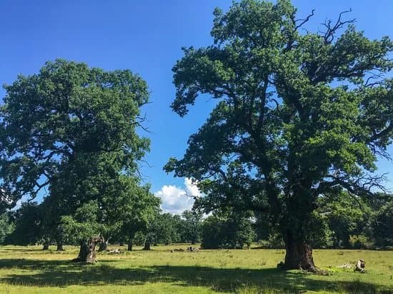 Breite Ancient Oak Tree Reserve