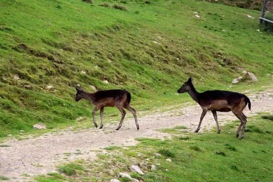 Alpen Wildpark