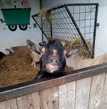 Marlhill Open Farm