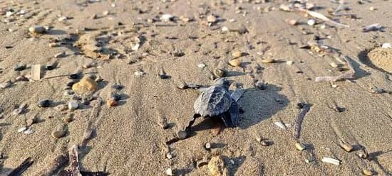 Sea Turtle Beach Walk- Archelon