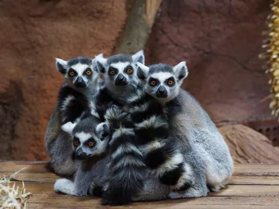 Tropikariet