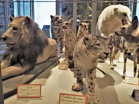 Museum d'histoire naturelle de La Rochelle
