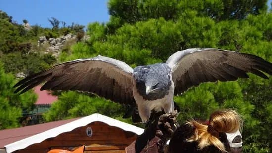 Garden of Eagles (Jardin de Las Aguilas)