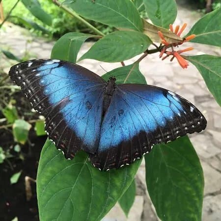 Butterfly Paradise:"Papiliorama"