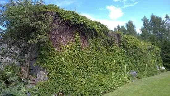 Terttis Garden