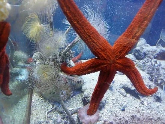 Aquarium Piran