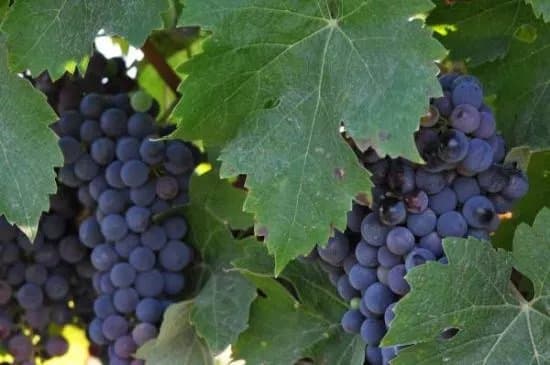Domaine du Clos Saint Maur