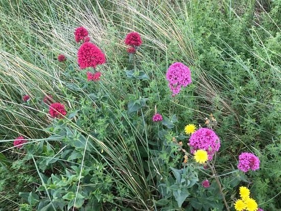Kinmel Dunes Local Nature Reserve