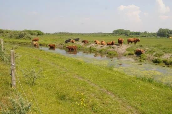 Nationaal Park Lauwersmeer