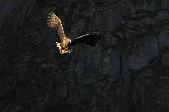 Lofoten Opplevelser