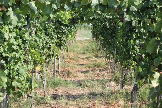 Winery Despotika
