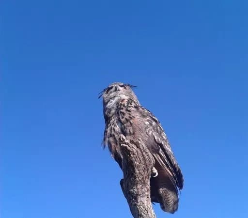 North East Falconry