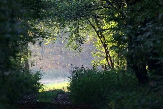 Pisz Forest
