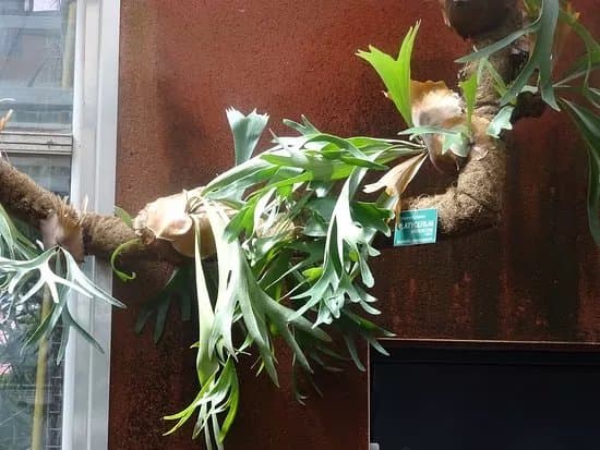Les serres pedagogiques du Jardin botanique de Tourcoing