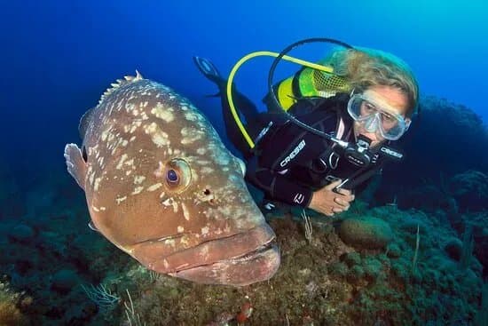 Oceansub-Estartit