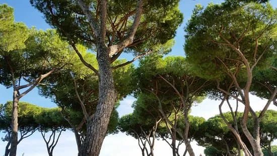 Colle Aventino