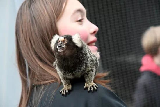 Monkey World