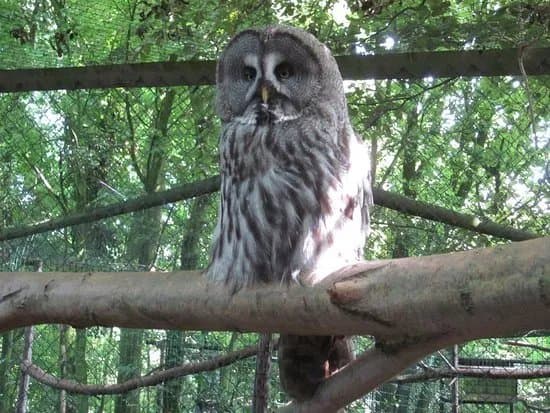 Uilen- en Dierenpark De Paay