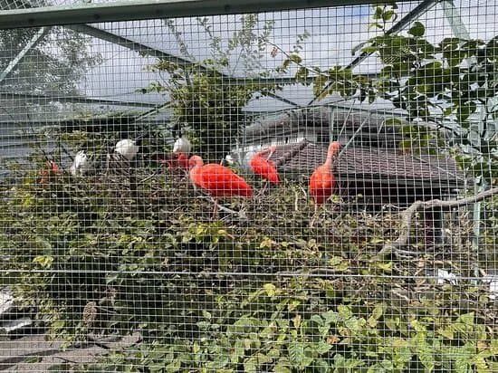 Ornithological Society of the City of Zug