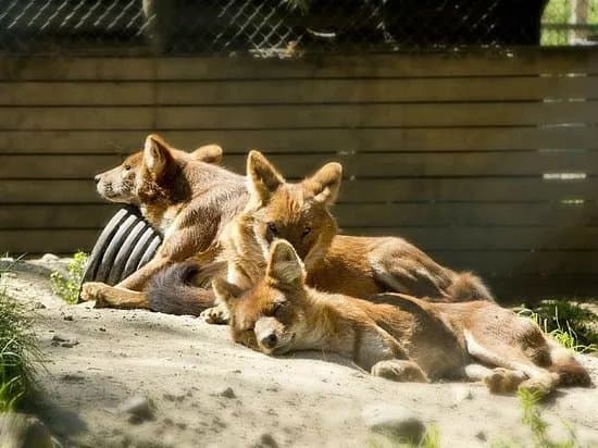 Skaerup Zoo