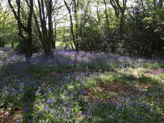 Pepper Wood