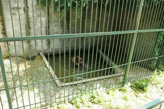 Split Zoo