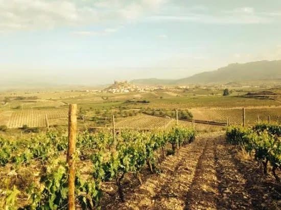 Bodegas Castillo de Mendoza