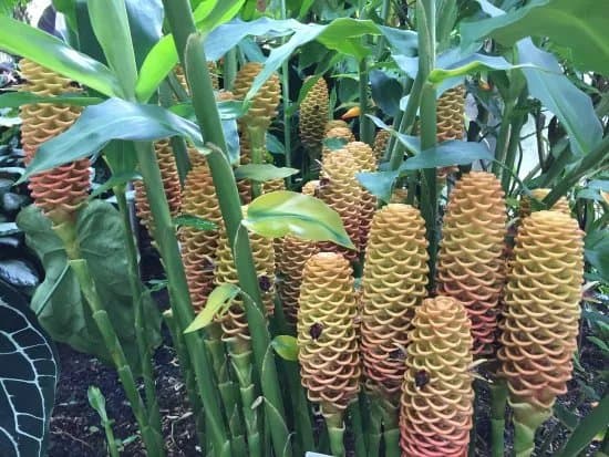 Botanical Garden