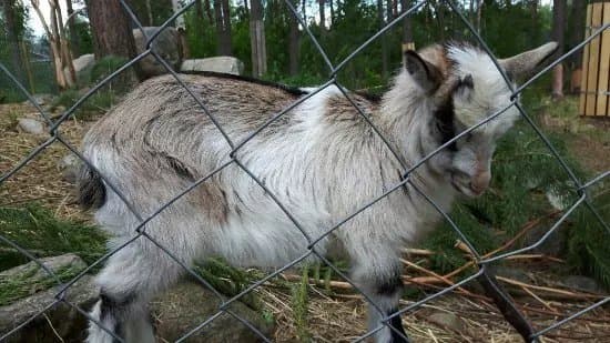 Kitee Zoo