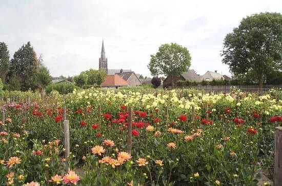 Eric Sleutjes Bloemen en Planten