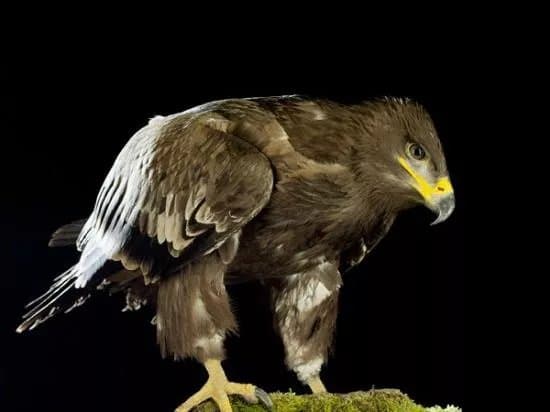 The Falconry Experience