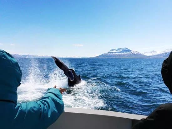 Ambassador Whale Watching