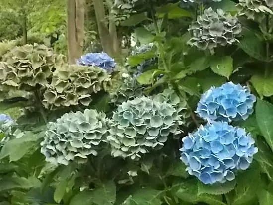 Jardin Shamrock