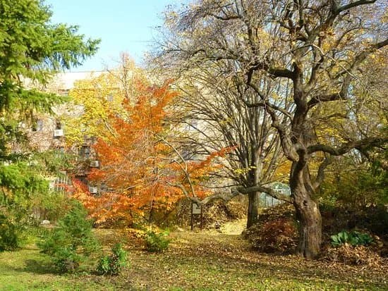 Budai Arboretum