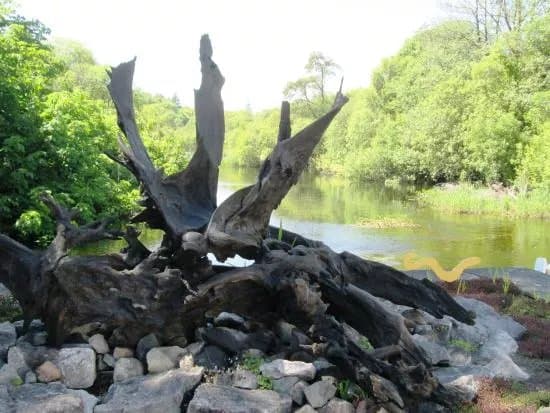 Bog Oak Sculpture