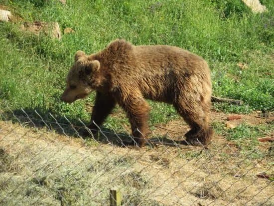 Bear Sanctuary