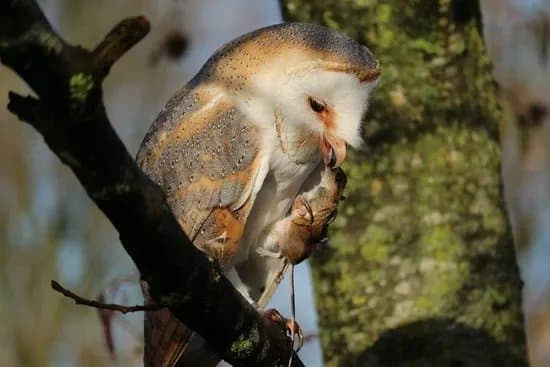 Topvogel