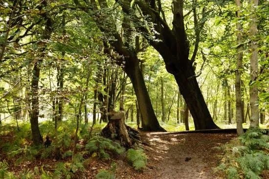 Amsterdamse Waterleidingduinen