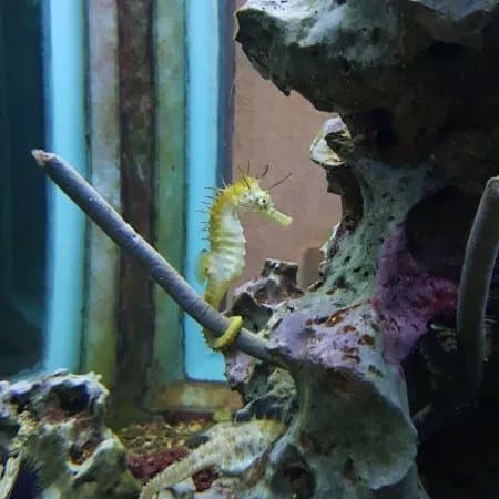 Aquarium