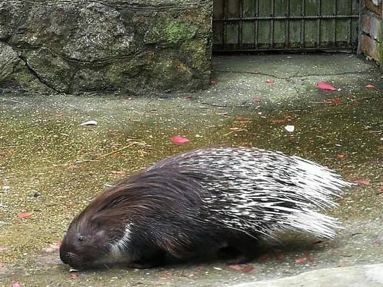 Piemajas Zoo Briezi