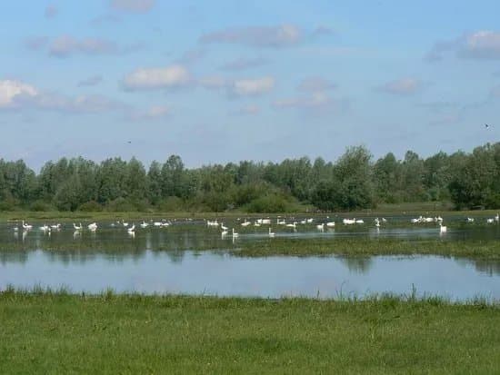 National Park "Warta Mouth"