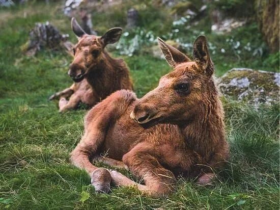 Dalslands Moose Ranch