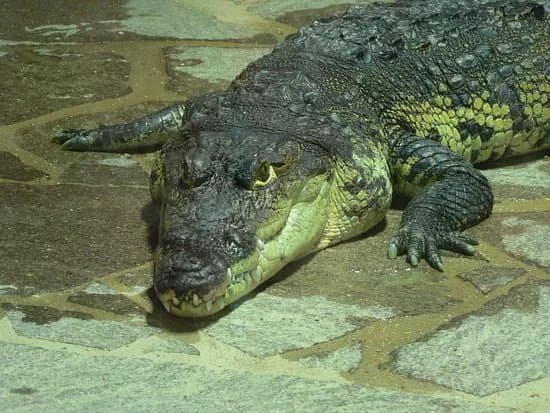 Krokodyli ZOO Protivin