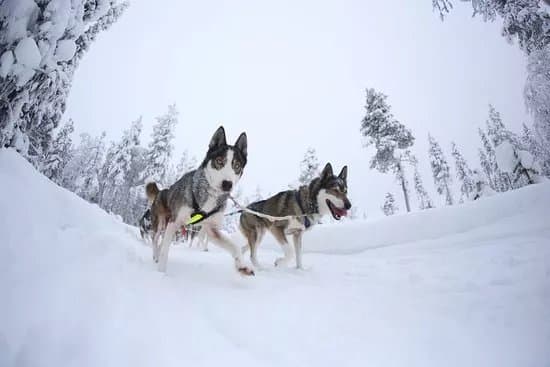 Tundra Huskies Huskyfarm