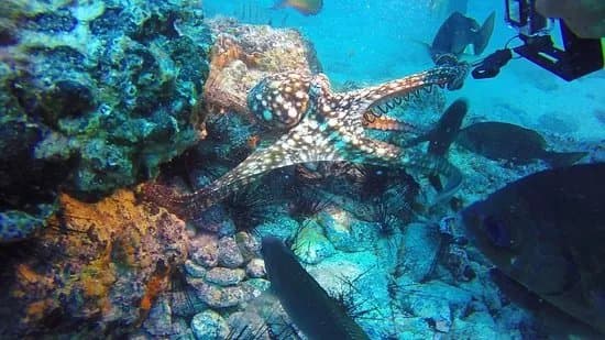 Big Fish Dive Center