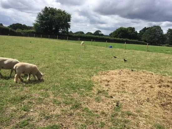 Lockey Farm